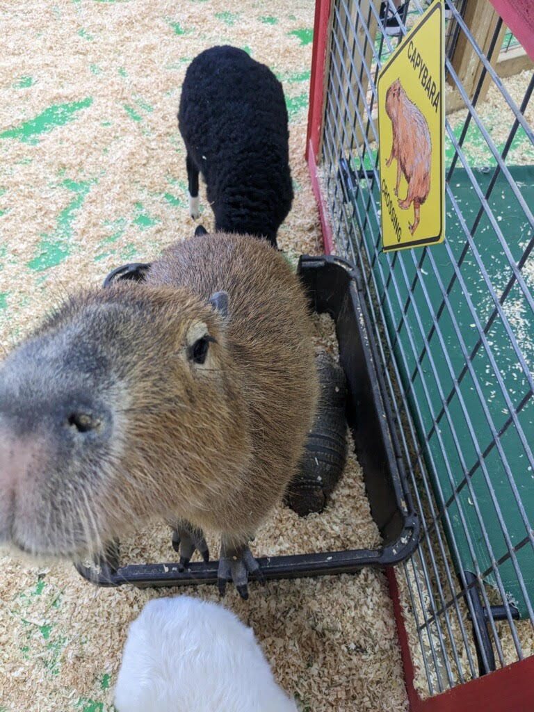 Capybara