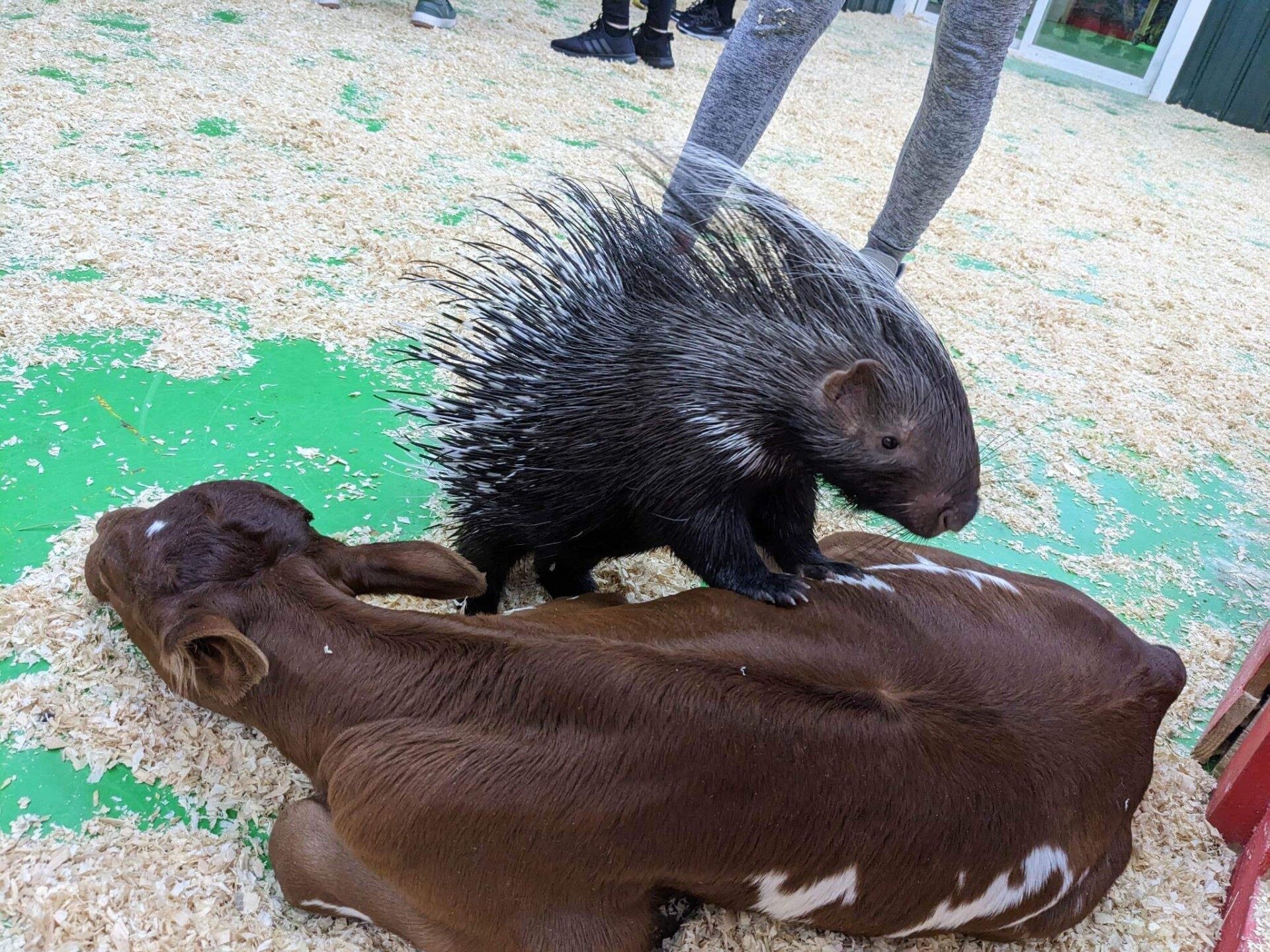 Animal encounter