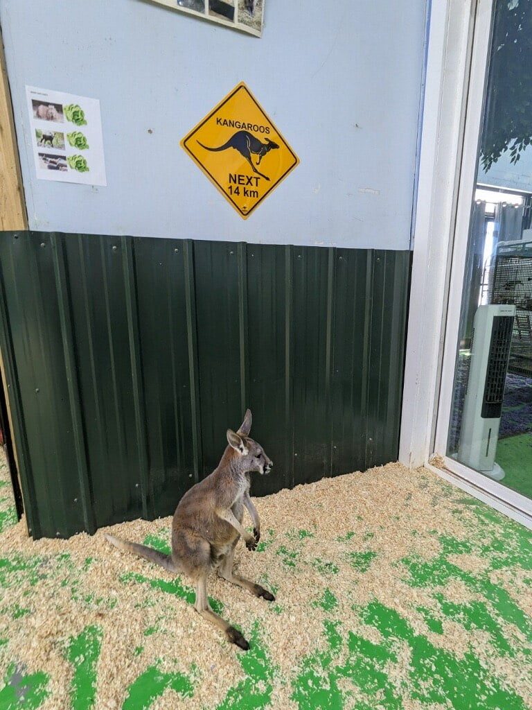 Kangaroo