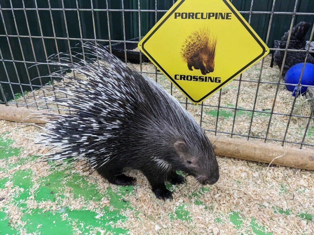 Porcupine