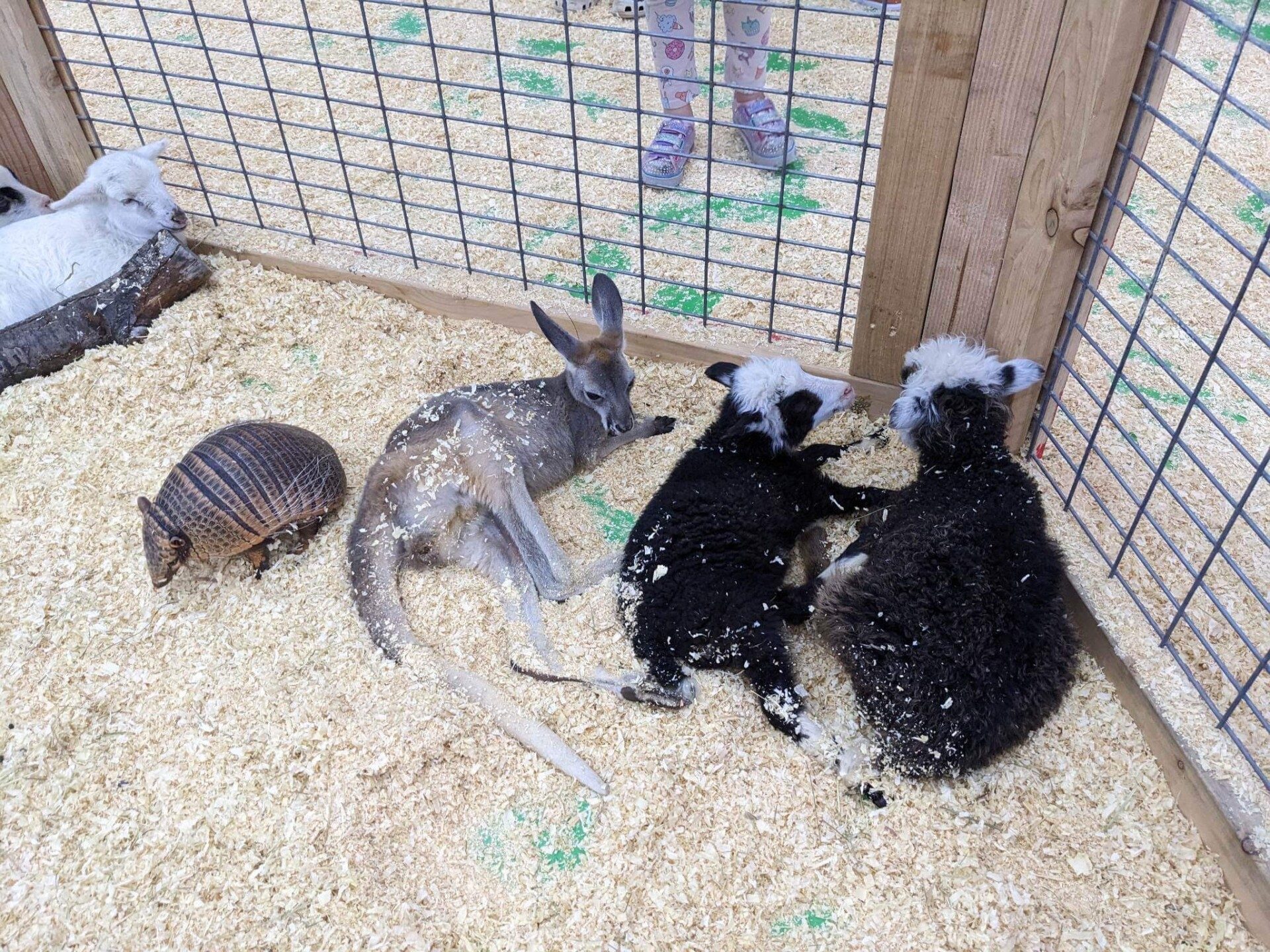 Animal friends