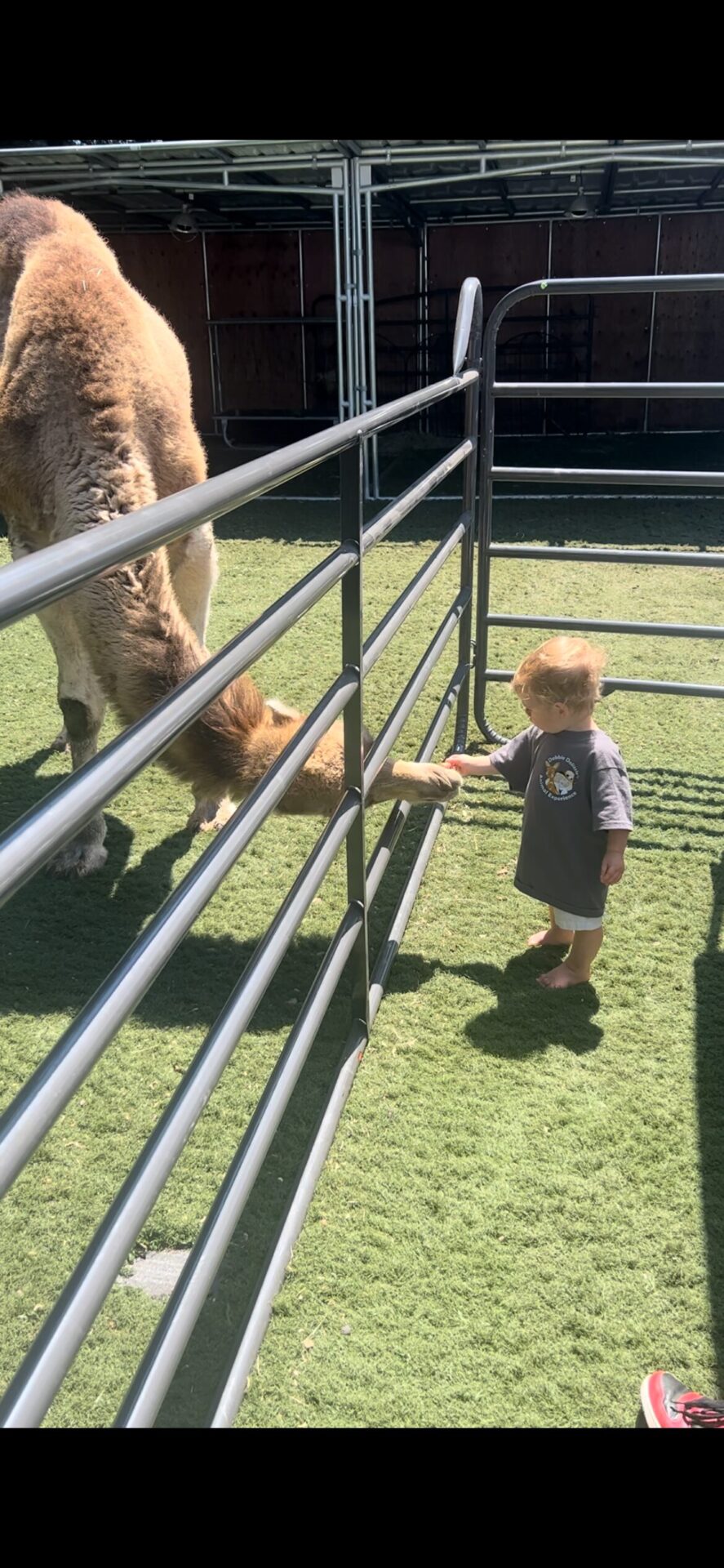 Animal encounter